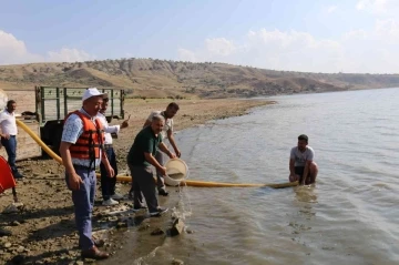 Çorum’da baraj ve göletlere 900 bin sazan balığı yavrusu bırakıldı
