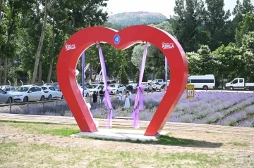 Çorum’daki lavanta bahçesinde hasat yapılacak
