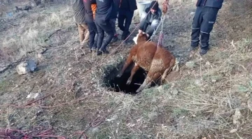 Çukura düşen buzağıyı itfaiye kurtardı
