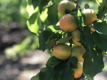 Çukurova’da kayısı hasadı
