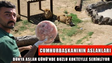 Cumhurbaşkanının aslanları Dünya Aslan Günü'nde buzlu kokteylle serinliyor