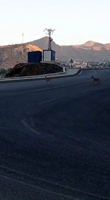 Dağ keçileri kent merkezinde görüntülendi
