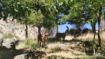 Dağ keçileri mezarlığı mesken tuttu
