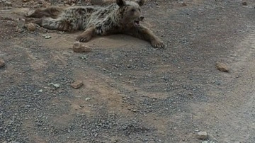 Dağdan düşen ayı acı içinde kıvrandı