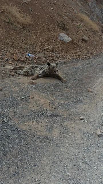 Dağdan düşerek yaralanan ayının durumu yürekleri yaktı
