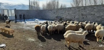 Dağıtımı başlayan &quot;Seyyar Koyun Çadırı&quot; projesinde başvuru süresi daralıyor
