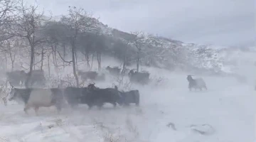 Dağlarda sürülerini otlatan besiciler kar ve fırtına nedeniyle zor anlar yaşadı
