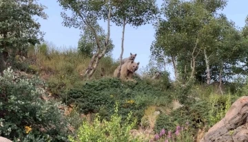 Dalış sırasında ayılarla karşılaştı
