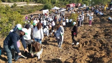 Datça’da bin adet harnup ve kızılçam fidanı dikildi
