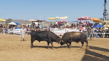 Datça’da boğa güreşleri nefes kesti
