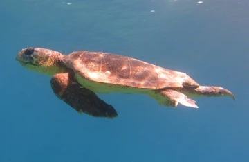 Datça’da oltaya Caretta Caretta takıldı
