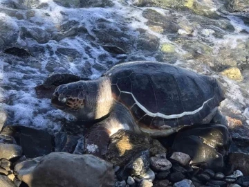 Datça sahilinde ölü caretta caretta bulundu
