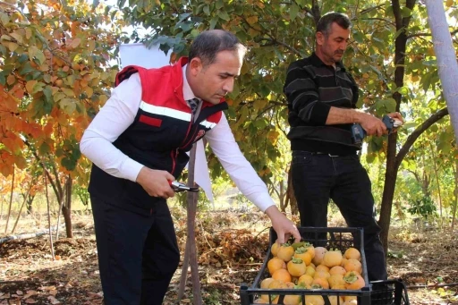 Denemek için bahçesine cennet hurması ekti, geçimini bununla sağlamaya başladı
