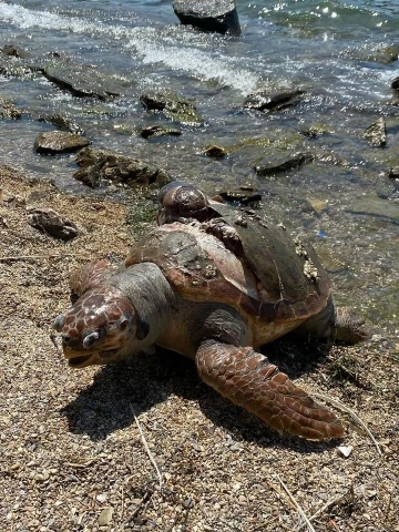 Denizde ölü caretta caretta bulundu
