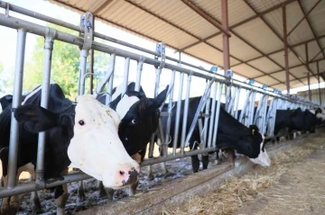 Denizli’de ölümcül hastalıkla mücadele sürüyor
