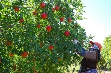 Denizli’den Avrupa, Rusya ve Kanada’ya nar ihracatı başladı
