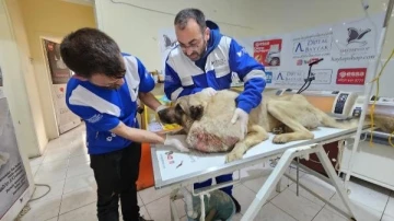 Deprem bölgesi Hatay’dan Osmaniye'ye getirilen sokak köpeğinden 8,2 kiloluk kitle alındı