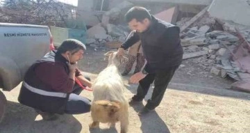 Deprem bölgesinde hayvanlar muayeneden geçiriliyor