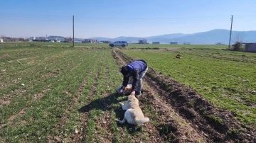 Deprem bölgesinde sokak hayvanları da unutulmadı
