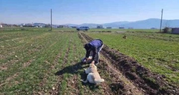 Deprem bölgesinde sokak hayvanları da unutulmadı