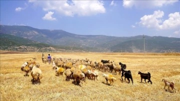 Depremde koyunları telef olan kadın besici, destekle yeniden sürü sahibi oldu