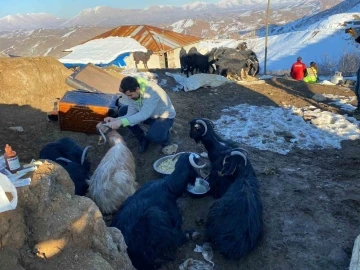 Depremin 17. gününde 24 keçi enkazdan kurtarıldı
