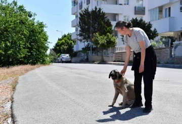 Dere yatağında mahsur kalan köpekleri Konyaaltı Belediyesi kurtardı
