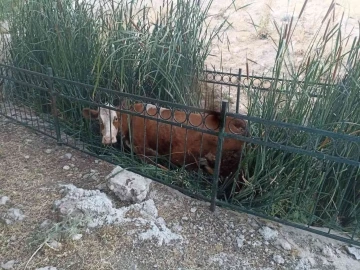 Dereye düşen inek kurtarıldı
