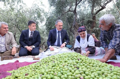 Derik’te zeytin hasadı başladı