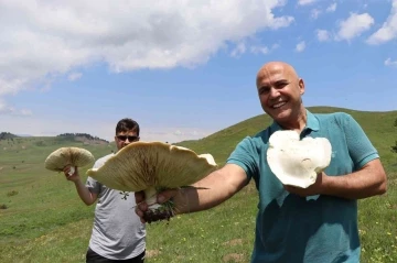 Devasa mantarlar görenleri şaşırtıyor
