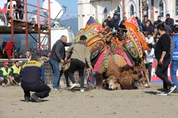 Develer güreşti, sahipleri kavga etti
