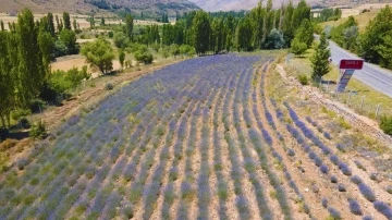 Develi’de lavanta bahçesinde hasat zamanı yaklaştı
