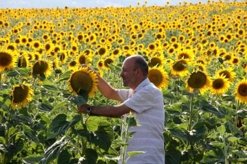 Onlar ekiyor Gaziantepli fabrikalar işliyor. Devletin tohum desteğiyle araziler sarıya büründü