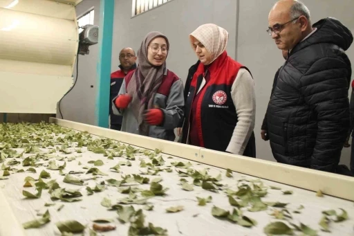 Devletten aldığı destek işletme kapasitesi 3 katına çıktı
