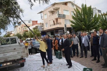 Didim’deki anıt ağaçlarda zeytin hasadı yapıldı
