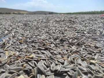 Dinar’da ayçiçek hasadı başladı
