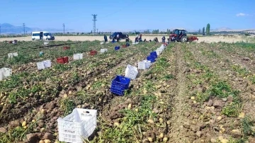 Dinar’da patates hasadı başladı
