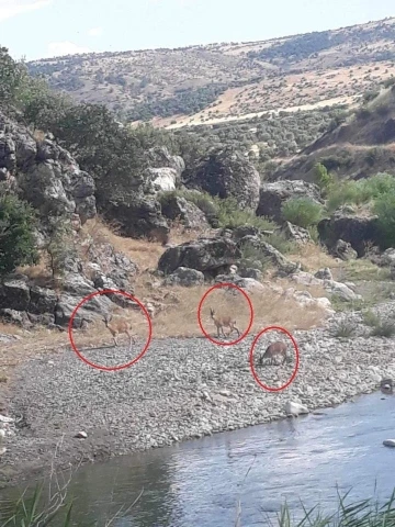 Diyarbakır’da dereye su içmeye inen dağ keçileri görüntülendi
