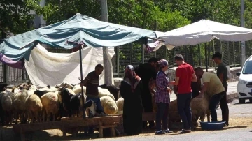 Diyarbakır’da kurbanlıklar sıcakların gölgesinde kaldı
