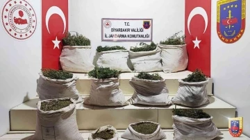Diyarbakır’da &quot;Eren Abluka&quot; operasyonunda 3 milyon kök Hint keneviri ele geçirildi
