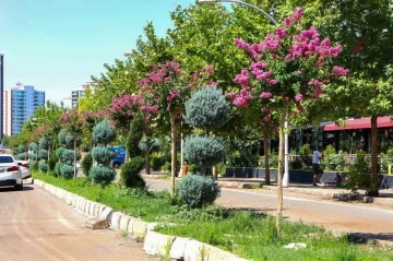 Diyarbakır’da refüj ve kavşaklar oya ağaçları ile renklendi
