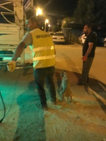 Diyarbakır’da uyuz belirtisi gösteren 14 sokak hayvanı barınağa götürüldü
