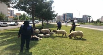 Diyarbakır’da bayram boyunca zabıta ekipleri denetim gerçekleştirdi