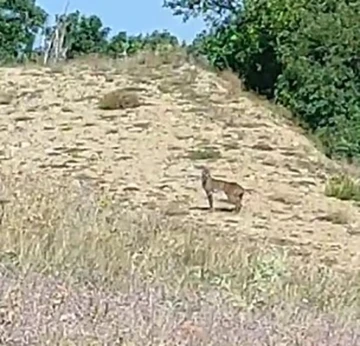 Doğanın özel avcısı ‘Vaşak’ Tunceli’de görüntülendi
