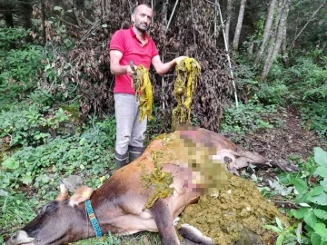 Doğaya bırakılan çöpler bir ineğin ölümüne neden oldu
