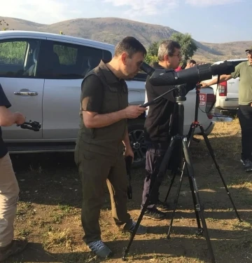 Doğaya salınan Anadolu yaban koyunları izlendi
