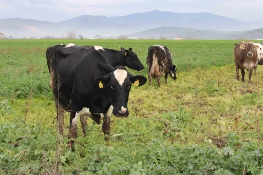 Doğuda kar, Aydın’da bahar
