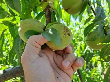 Dolu meyve ve sebzeleri bu hale getirdi
