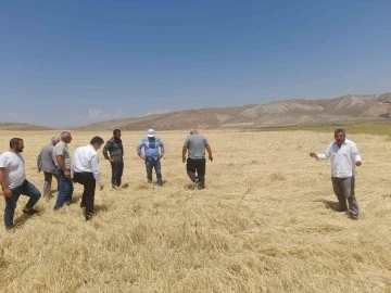 Dolu yağışı tarım arazilerine zarar verdi
