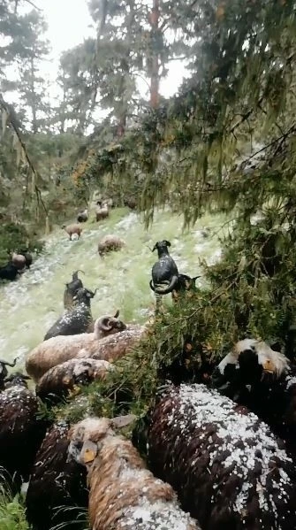 Doluya yakalanan sürü sahibi zor anlar yaşadı
